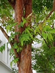 Cratoxylum cochinchinense