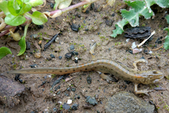 Lissotriton schmidtleri