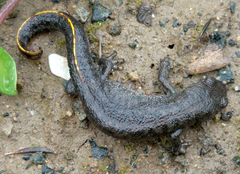 Triturus ivanbureschi