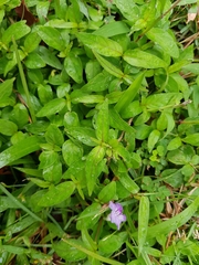 Ruellia repens