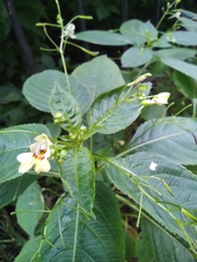 Impatiens parviflora