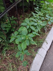 Impatiens parviflora