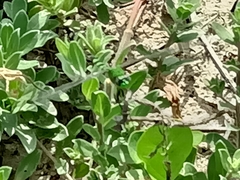 Erythemis simplicicollis