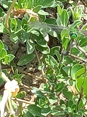 Erythemis simplicicollis