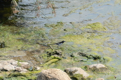 Motacilla maderaspatensis