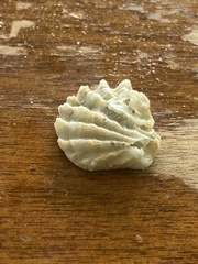 Plicatula gibbosa