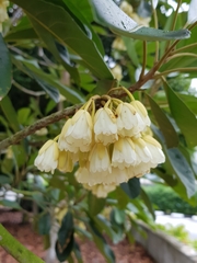 Elaeocarpus bancroftii