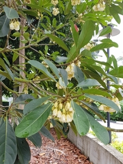 Elaeocarpus bancroftii