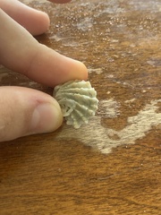 Plicatula gibbosa