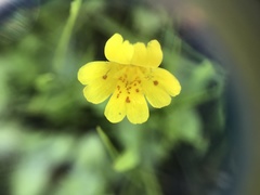 Erythranthe primuloides