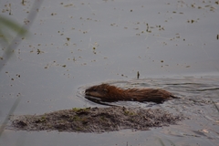 Ondatra zibethicus