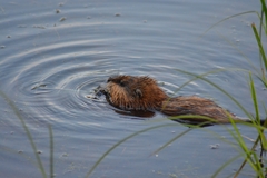 Ondatra zibethicus