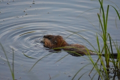 Ondatra zibethicus