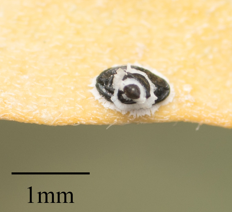 Acacia whitefly