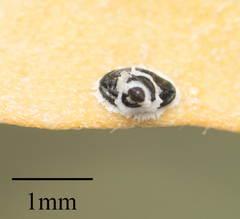 Tetraleurodes acaciae