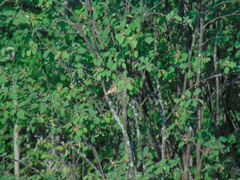 Phoenicurus phoenicurus