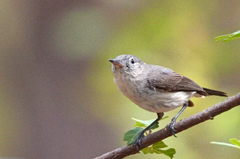 Polioptila melanura