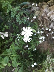 Silene noctiflora