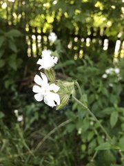 Silene noctiflora