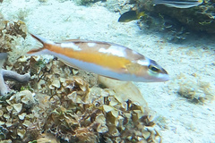 Serranus tabacarius