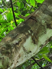 Anolis lemurinus