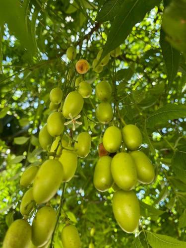 Neem