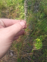 Cladium mariscoides