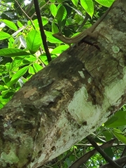 Anolis lemurinus