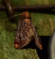 Achatodes