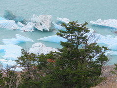 Nothofagus betuloides