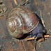 Nicklin's Shoulderband Snail - Photo (c) James Maughn, some rights reserved (CC BY-NC), uploaded by James Maughn