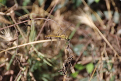 Sympetrum meridionale