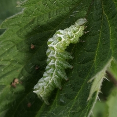 Abrostola tripartita