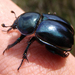 Spring Dor-Beetle - Photo (c) Chris Moody, some rights reserved (CC BY-NC)