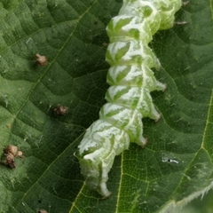 Abrostola tripartita