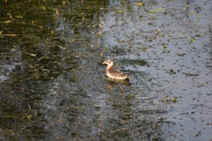 Chroicocephalus ridibundus