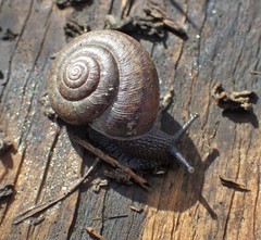 Helminthoglypta nickliniana ramentosa