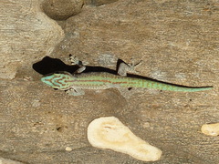 Phelsuma abbotti chekei