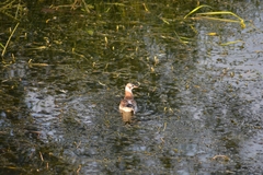 Chroicocephalus ridibundus