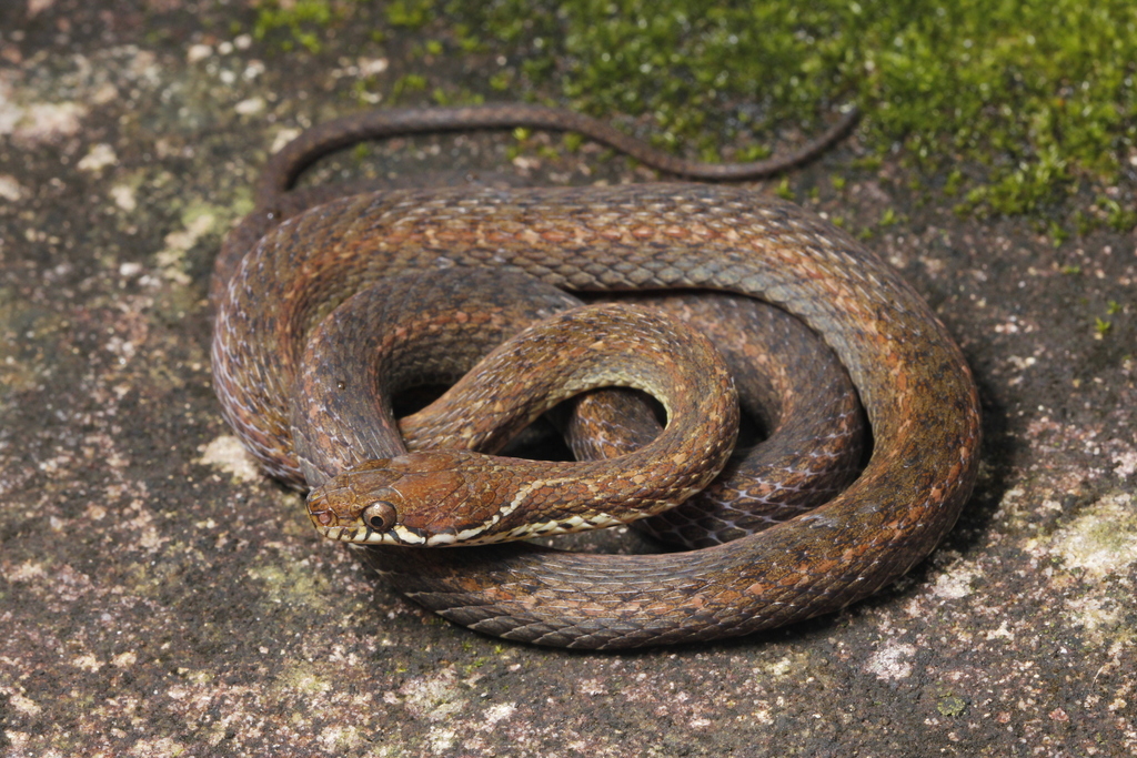 Khasi Hills Keelback