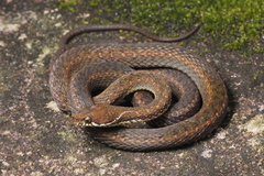 Khasi Hills Keelback photo 1