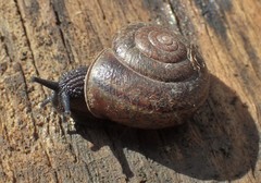 Helminthoglypta nickliniana ramentosa