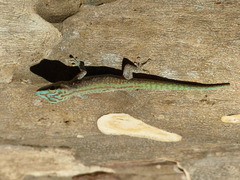 Phelsuma abbotti chekei