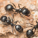 Black Harvester Ant - Photo no rights reserved, uploaded by Jesse Rorabaugh