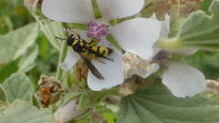 Parodontodynerus ephippium