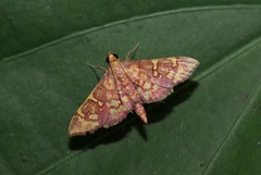 Ischnurges gratiosalis