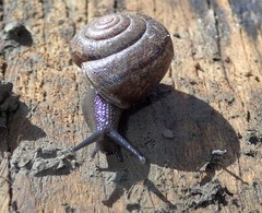 Helminthoglypta nickliniana ramentosa