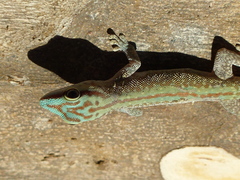 Phelsuma abbotti chekei