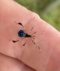 Acanthocephalini