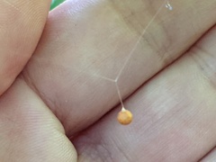Theridiosoma